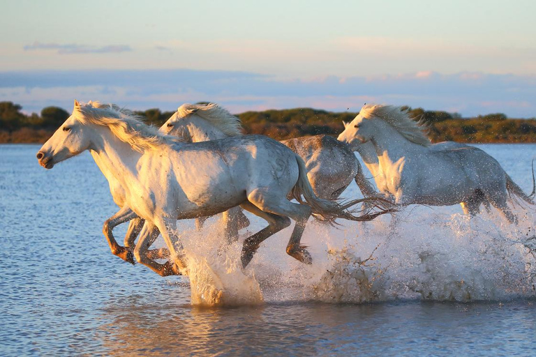 Saintes-Maries-de-la-Mer: Camargue Horseback Ride 2 Hour Ride