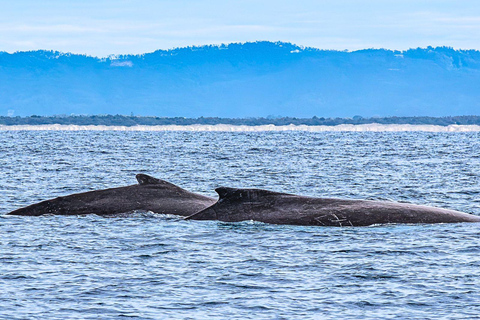 Gold Coast: Whale Watching Cruise on a Sailing Catamaran 