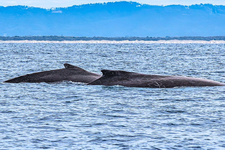 Gold Coast: Whale Watching Cruise on a Sailing Catamaran 