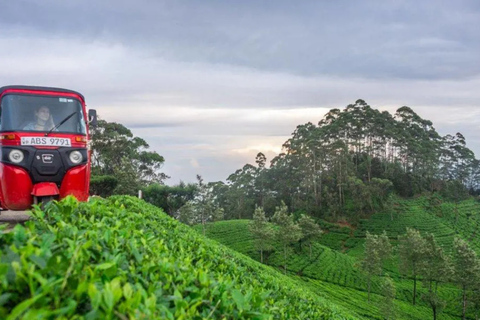 Lipton Seat Legacy: Tuk-Tuk & Train Tea Trails Tour