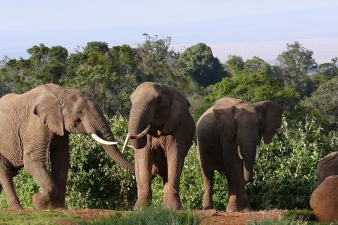 9 jours de safari au Kenya