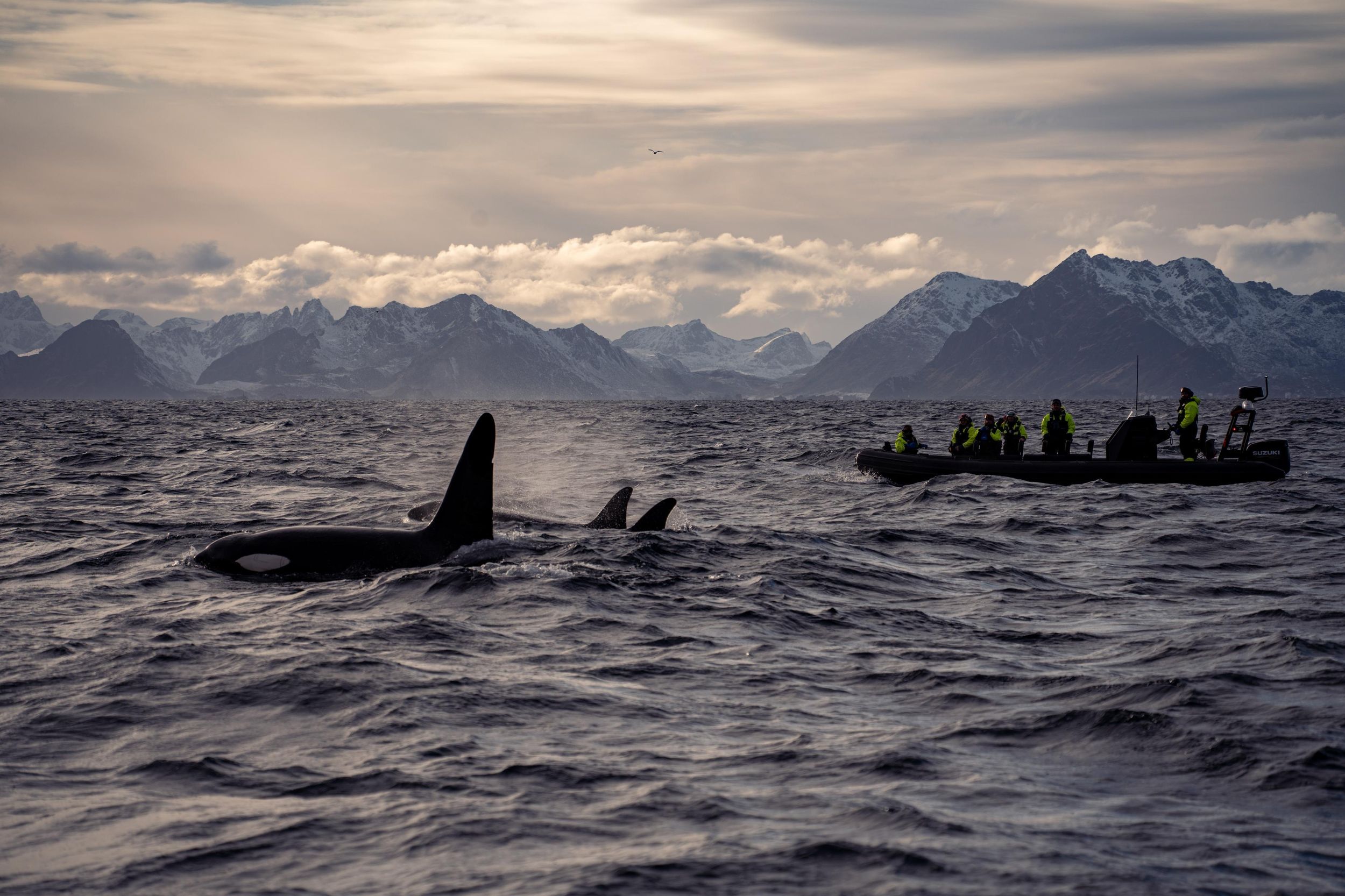 Henningsvær: Wildtier- und Fotosafari – RIB-Bootstour