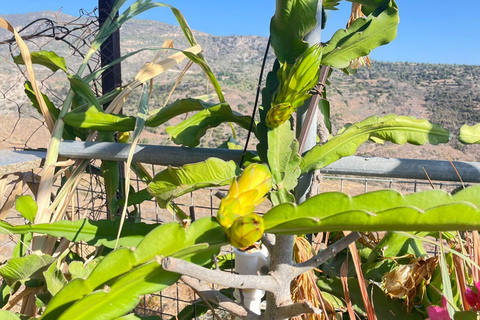 Myths, Waves & Wine: Cyprus in a Day