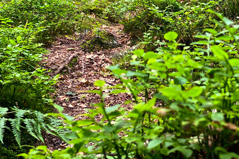 Göteborg: Das lokale Erlebnis – Hausbesuch, Essen &amp; WaldGöteborg: Erlebe Schweden mit einem Einheimischen
