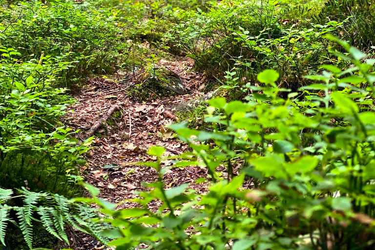 Göteborg: Das lokale Erlebnis – Hausbesuch, Essen &amp; WaldGöteborg: Erlebe Schweden mit einem Einheimischen