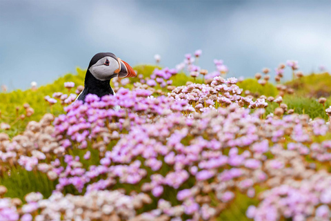 From Reykjavik: Puffin and Volcano Tour in Westman Islands