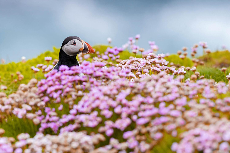 De Reykjavik: Excursão de Puffin e Vulcão nas Ilhas Westman