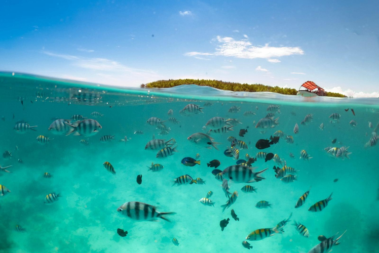 Excursion de plongée en apnée sur l&#039;île de Mnemba avec déjeuner