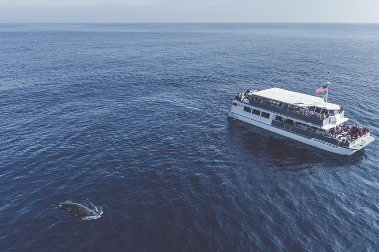 Newport Beach: luksusowy rejs katamaranem z obserwacją wielorybówNewport Beach: Luksusowy rejs katamaranem z obserwacją wielorybów