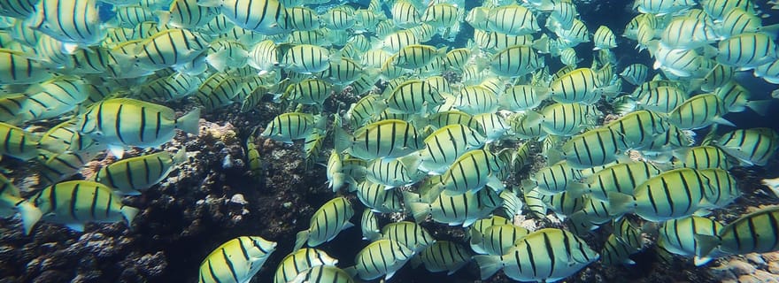 La Réunion : Snorkeling guidée et balade au coeur des plus beaux sites
