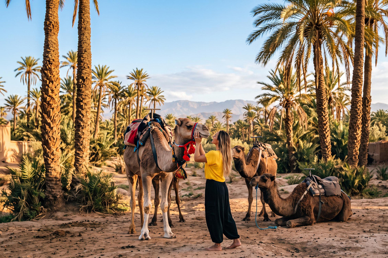 Marrakech: Palmeraie Camel Ride with Mint Tea & Pickup