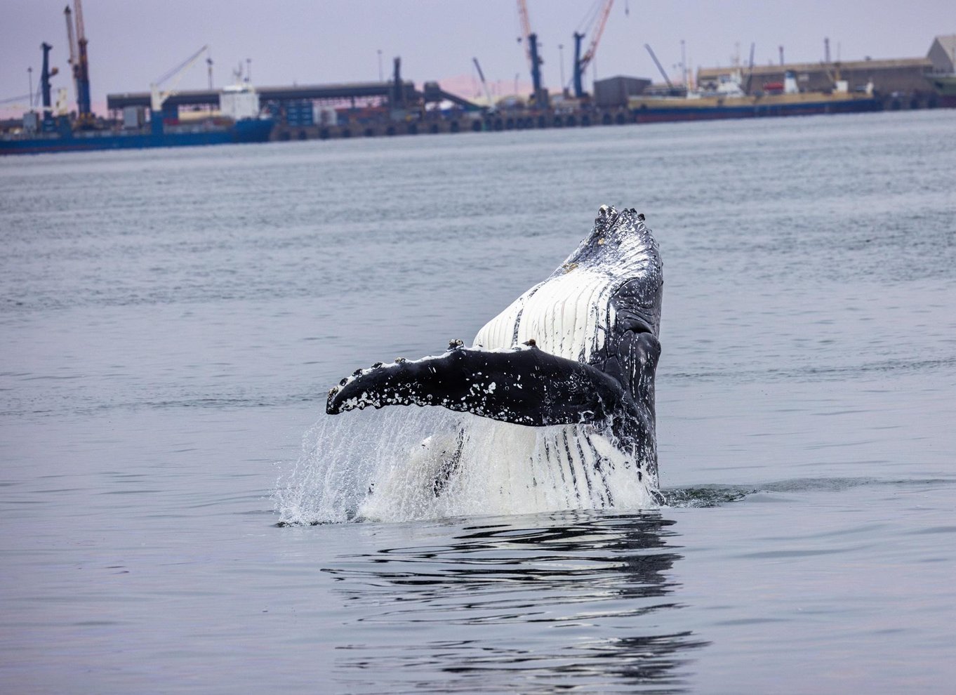 Walvis Bay: Marine Big 5 luksus katamaran tur