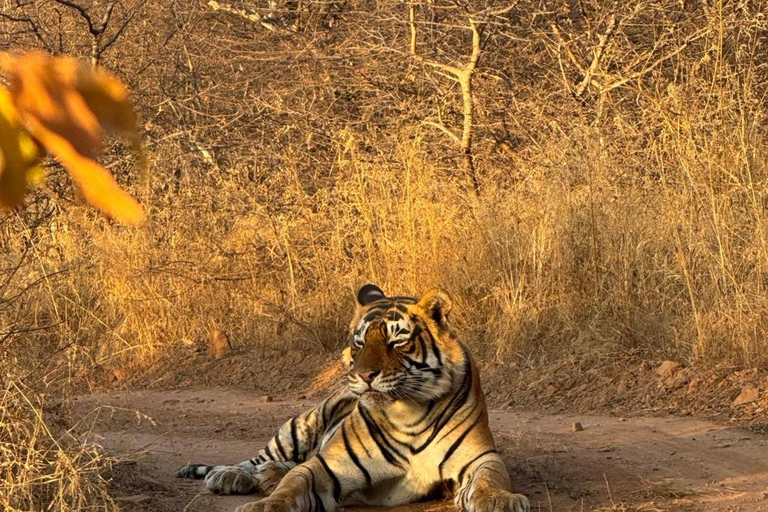 Jaipur: Sariska Safari with Abhaneri Stepwell Stop with meal