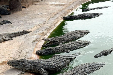 Djerba Explore: Crocodile Park & Lalla Hadria Museum Tour