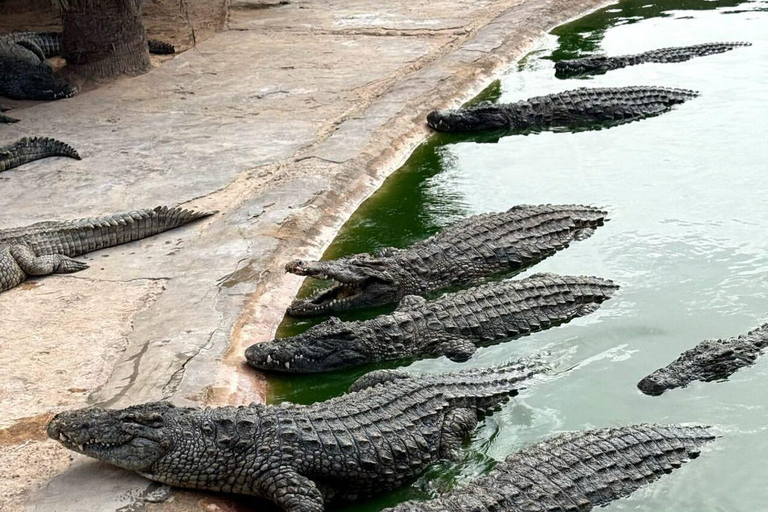 Djerba Explore: Crocodile Park & Lalla Hadria Museum Tour
