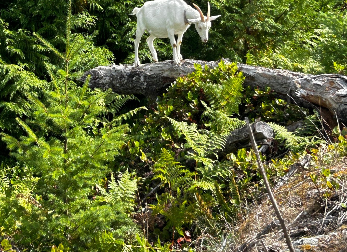 Gede-vandretur på Maple Heart Ranch