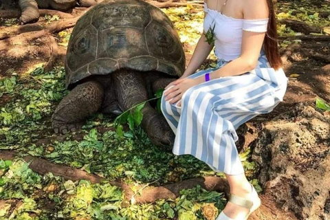 Zanzibar:Sea torttle swim at Salaam & Prison Island Tortoise Private Salaam cave & prison Island. No transfer