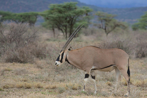 Samburu National Reserve 3-Day Safari from Nairobi