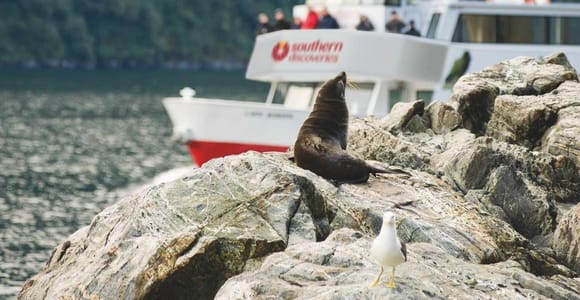 From Queenstown: Milford Sound Discover More Longest Cruise