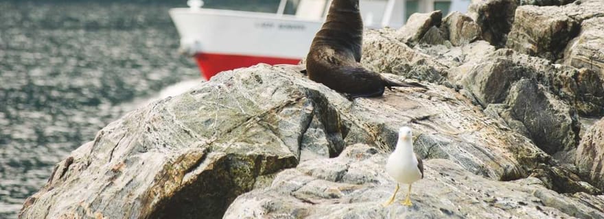 Depuis Te Anau : croisière prolongée et excursion en car à Milford Sound
