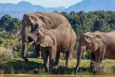 Cidade do Cabo: 7 dias de aventura de safari na Garden Route