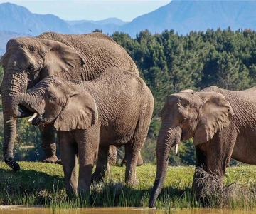 Cape Town: 7-Day Garden Route Safari Adventure