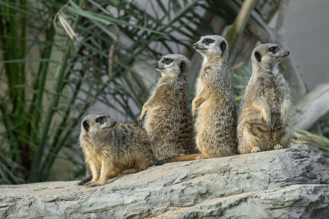 Vienna: Skip-the-line Tickets for Schönbrunn Zoo