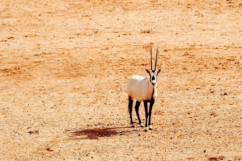 Full Day AlUla Tour with Dinner