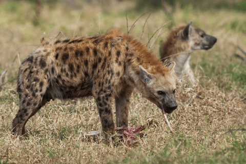 Z Kapsztadu do Krugera: 3-dniowe safari w Parku Krugera