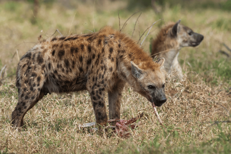 Från Kapstaden till Kruger: 3-dagars safariturné i Krugerparken