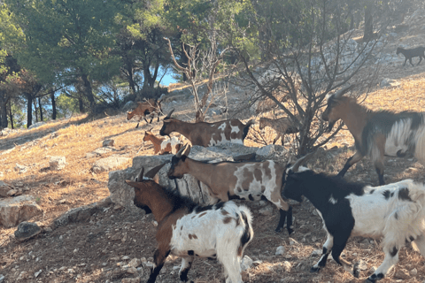 Entre o mar e as colinas: nas pegadas de Allauch, Aix, MarselhaAix, Allauch, Marselha: Privado