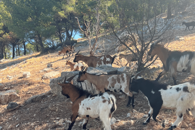 Entre o mar e as colinas: nas pegadas de Allauch, Aix, MarselhaAix, Allauch, Marselha: Privado