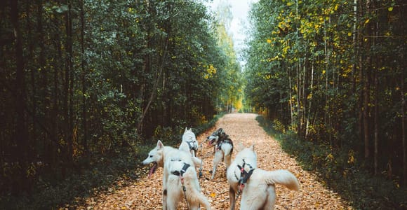 Rovaniemi: Autumn Husky Ride on Wheels