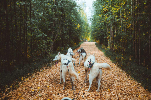 Rovaniemi: Autumn Husky Ride on Wheels
