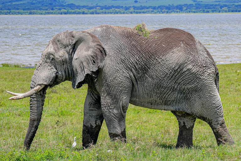 7-tägige Tansania-Safari-Tour7-tägige Safari-Tour durch Tansania