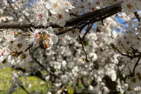 From Tirana/Durres: THINK GLOBAL, ACT AS A LOCAL