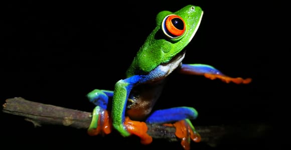 La Fortuna: Chocolate Tour & Night Walk at Don Juan Arenal