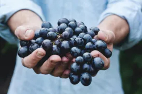 From Hobart: Coal River Valley Curated Winery Discovery From Hobart: Coal River Valley Private Wine Tour - 6 People
