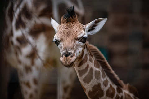 Chester: Bilet wstępu do zoo w Chester