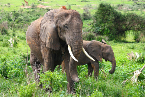 From Delhi: Taj Mahal Tour with Elephant Conservation Centre Private Tour with Driver, Car, Guide, Entry Fee and Lunch