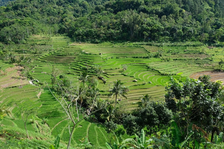 Yogyakarta: Explore Selogriyo Temple & Scenic Rice Terraces Magelang : Explore Selogriyo Temple & Scenic Rice Terraces