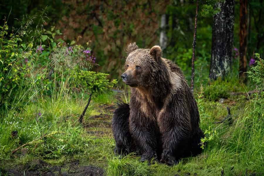 Kuusamo: Abendtour zur Bärenbeobachtung. Foto: GetYourGuide Kuusamo: Abendtour zur Bärenbeobachtung. Foto: GetYourGuide