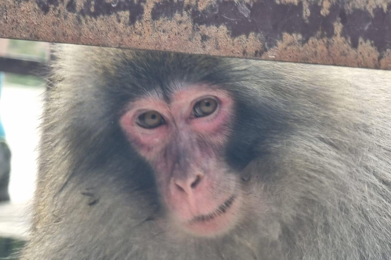 Från Tokyo: Nagano Snow Monkey Park Tour med engelsk förare