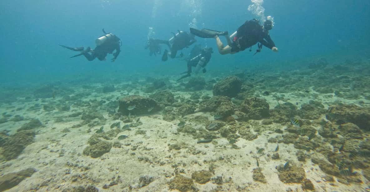 From Abu Dhabi Fujairah Scuba Diving for Certified Divers GetYourGuide