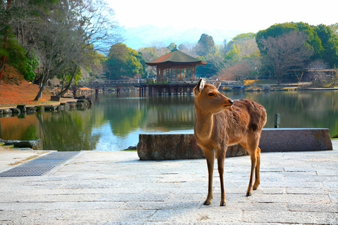 Visita guiada de luxo a Quioto e Nara