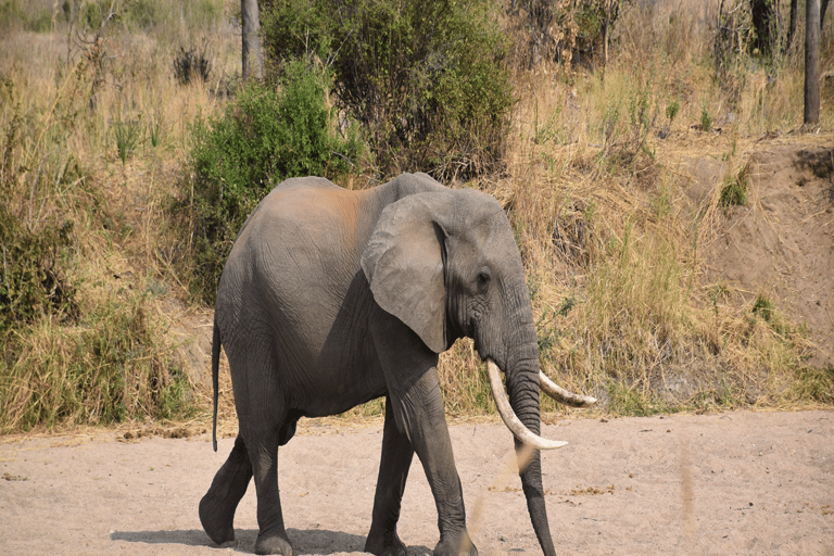 Tanzania: 4-Day Safari to Tarangire, Serengeti and More
