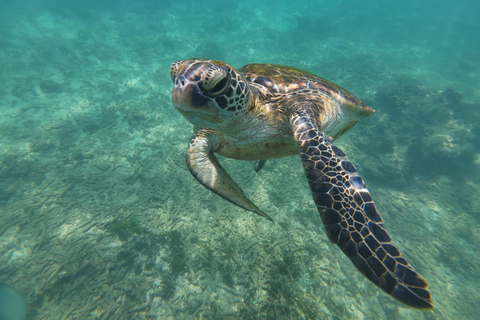 Mirissa: Coral Coast Divers Snorkeling Tour with Turtles