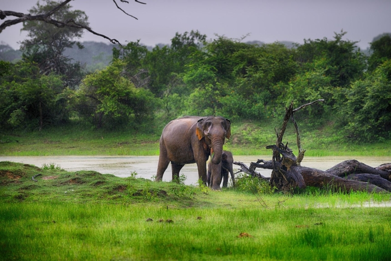 Z Kolombo: wycieczka safari po Parku Narodowym Yala samochodem 4x4