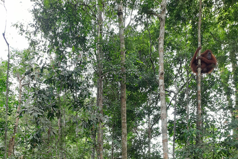 3D2N Orangutan Expedition:from Bukit Lawang "3-Day Orangutan Expedition & Jungle Camping in Bukit Lawang