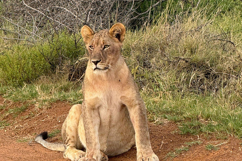 Johannesburg and Pretoria half day big 5 safari tour